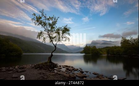 L'arbre solitaire de Llanberis debout au bord de Llyn Padarn, Llanberis, Snowdonia, pays de Galles, Royaume-Uni Banque D'Images