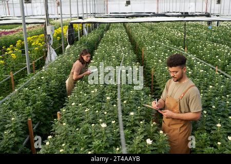 Jeune fermier prenant des notes dans le document tout en se tenant debout parmi les chrysanthèmes blancs en fleurs poussant sur de longs parterres de fleurs larges dans une serre Banque D'Images