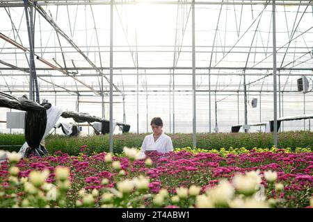 Long plan de jeune chercheuse debout parmi de larges parterres de fleurs avec des fleurs jaunes et violettes poussant dans une serre industrielle spacieuse Banque D'Images