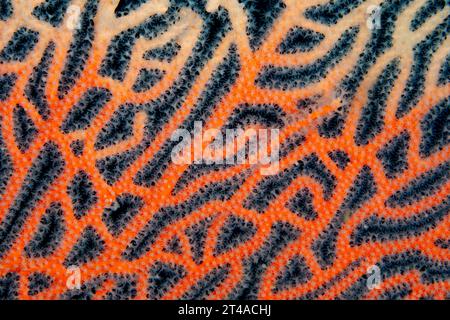 Détail des polypes poussant dans un gorgonien à Raja Ampat, Indonésie. Les récifs coralliens de cette région abritent la plus grande biodiversité marine sur Terre. Banque D'Images