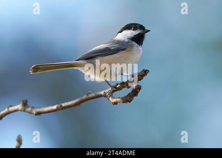 Chickadee à coiffe noire assise sur une branche. Banque D'Images