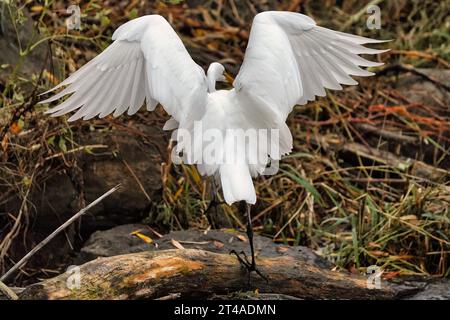 Aigrette blanche enneigée dans les marais. Banque D'Images