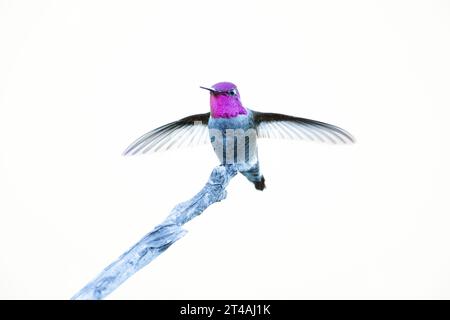 Anna's Male Hummingbird Landing sur Perch Banque D'Images