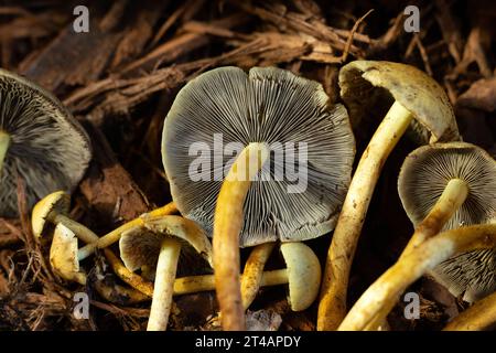 Champignons Hypholoma fasciculare. Banque D'Images