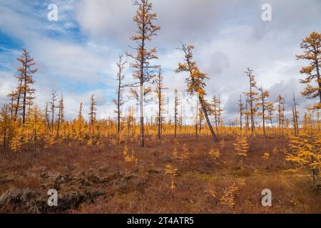 Forêt-toundra en automne en Yakoutie du Sud, Russie Banque D'Images