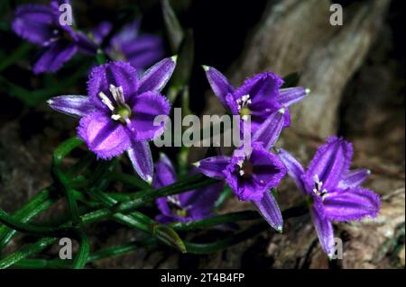 Ce sont des Twining Fringe Lillies (Thysanotus Patersonii) - beaucoup plus petits que leur homonyme Fringe Lily, mais beaucoup plus jolis! Réserve de Hochkins Ridge. Banque D'Images