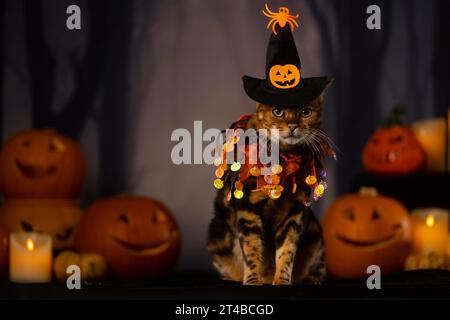 USAGE ÉDITORIAL SEUL Un chat bengal modélise un costume de sorcière, l'un des costumes d'Halloween pour animaux de compagnie les plus populaires d'Amazon UK, suite à des recherches qui révèlent que plus de la moitié des propriétaires d'animaux dépenseront plus de temps et d'argent pour leurs animaux de compagnie qu'eux-mêmes cette année. Date de parution : lundi 30 octobre 2023. L'étude révèle également que les costumes sur le thème du cinéma et de la télévision sont devenus plus populaires, Barbie et Ken faisant partie des 10 costumes les plus vendus pour animaux de compagnie. Le crédit photo devrait se lire : David Parry/PA Wire Banque D'Images