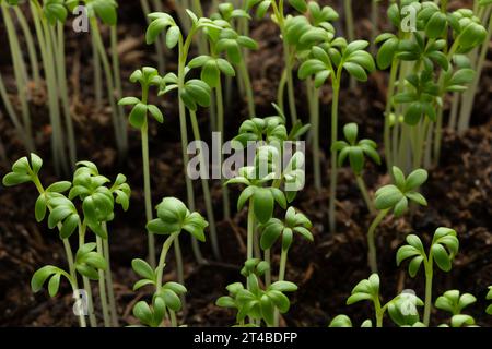 Vert frais pousses de cresson de jardin en gros plan Banque D'Images