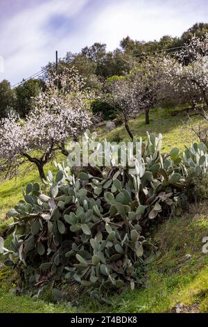 Buisson d'une poire à cactus (Opuntia ficus-indica) et arbres fleuris dans une prairie, Bari Sardo, Ogliastra, Sardaigne, Italie, Europe Banque D'Images