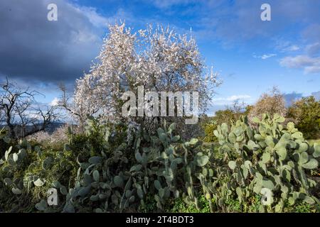 Buisson d'une poire à cactus (Opuntia ficus-indica) et arbres à fleurs dans une prairie, Bari Sardo, Ogliastra, Sardaigne, Italie Banque D'Images