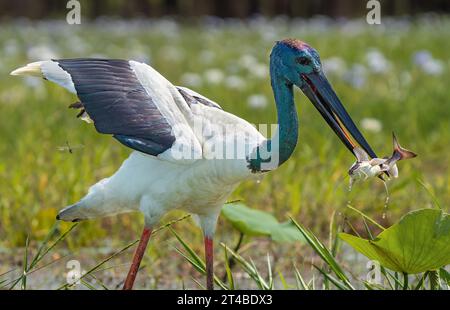 Jabiru attrapant un Catfish Banque D'Images