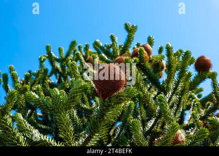 Beau PIN serpent ou arbre de singe avec cône (Araucaria araucana) dans une journée d'été ensoleillée contre le ciel bleu clair à Lugano, Tessin, Suisse Banque D'Images