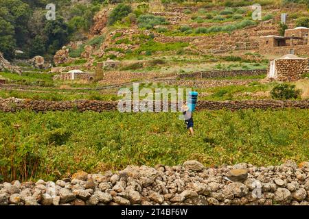 Viticulture, Contrada Dietro Isola, Dammusi, travailleurs, Italie, vignobles, Pantelleria, îles pélagiques, Sicile, Italie Banque D'Images