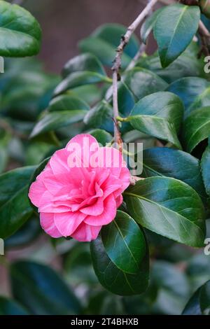 Camellia Japonica Thomas Treseder, rose saumon veiné, forme rose, double fleur en fin d'hiver Banque D'Images