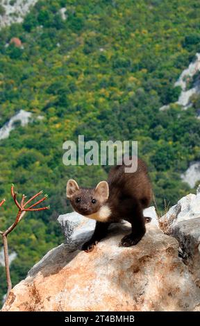Martre de pin européen, Monte Tiscali, Sardaigne Banque D'Images