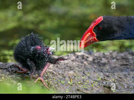 Bébé Pukeko oiseau tournant la tête pour saluer mère Pukeko. Parc Western Springs, Auckland. Banque D'Images