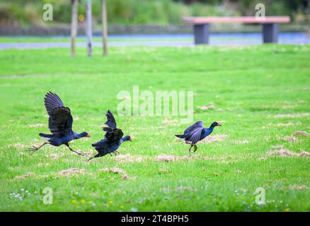 Les oiseaux Pukeko chassent et combattent pendant la saison d'accouplement. Parc Western Springs, Auckland. Banque D'Images