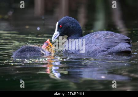 Mère australienne nourrissant le poussin dans un étang. Banque D'Images