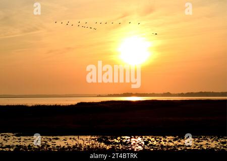 Silhouettes de troupeau de grues volant dans le coucher de soleil lumineux orange au-dessus de la grosse boule de soleil jaune au-dessus de la péninsule calme de la mer Baltique en Allemagne à marée basse Banque D'Images