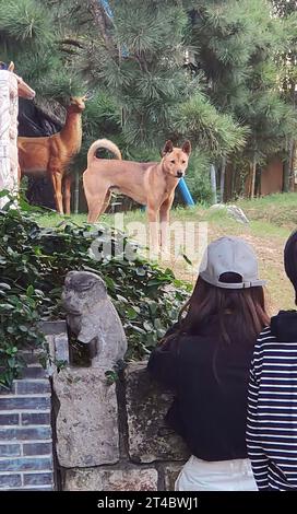 SHANGHAI, CHINE - 28 OCTOBRE 2023 - les visiteurs rendent visite à des chiens de garde qui gardent le jardin du temple millénaire Longhua Temple et l'histori Banque D'Images
