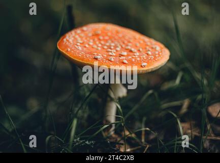 Agaric de mouche rouge poussant dans la forêt gros plan Banque D'Images