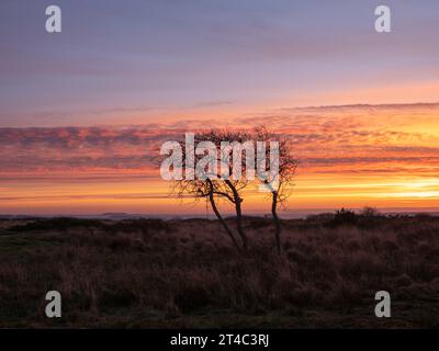 Arbres d'hiver silhouettés contre le ciel spectaculaire du lever du soleil Banque D'Images