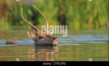 Cerf rouge regardant le photographe LONDON des images DRÔLES DE LA FAUNE montrent un cerf rouge traversant deux rives dans le sud de Londres Bushy Park à travers l'eau. Le r Banque D'Images