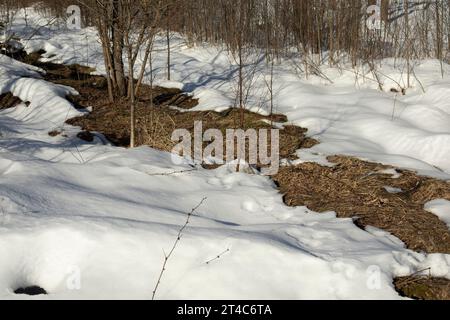 Champ enneigé. Plaques décongelées dans la neige. Beaucoup de neige par une journée ensoleillée. Détails de la faune. Banque D'Images