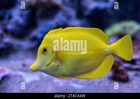 Le poisson de soie jaune (Zebrasoma flavescens), autres noms : nageoire citronnée, nageoire jaune, poisson de mer à nageoires rayonnées dans la famille Banque D'Images