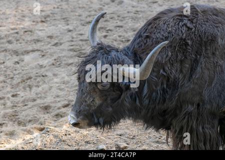 Le yak domestique (Bos grunniens), connu sous le nom de bœuf tartare, bœuf grognant ou bétail poilu, bovins domestiques de la famille des Bovidés, région indigène : hig Banque D'Images