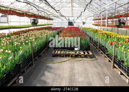 Tulipes rouges et jaunes dans une serre. Banque D'Images