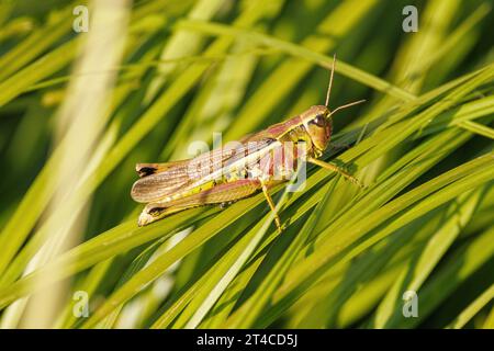 Grande sauterelle des marais (Mecostethus grosssus, Stethophyma grosssum), femelle sur tige, Allemagne, Bavière Banque D'Images