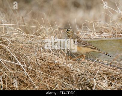 Pitpit de Blyth (Anthus godlewskii), perché sur l'herbe séchée, vue de côté, Royaume-Uni, Angleterre, îles Scilly Banque D'Images