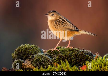 Zitting cisticola, faïence fantail striée (Cisticola juncidis), perché sur la mousse, vue de côté, Italie, Toscane Banque D'Images