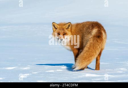 Ezo Red FO, Sakhalin Fox (Vulpes vulpes schrenckii, Vulpes schrenckii), se tient dans la neige et regarde en arrière, Japon, Hokkaido Banque D'Images