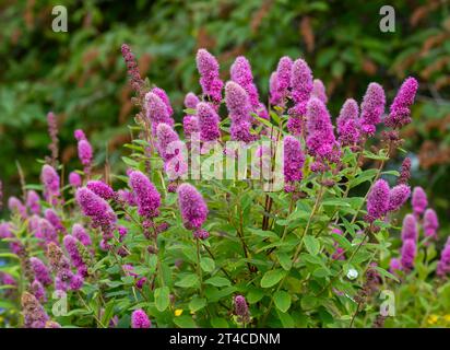 Sucette japonaise (Spiraea salicifolia), floraison, Norvège, Troms Banque D'Images