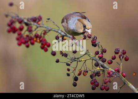 Hawfinch (Coccothraustes coccothraustes), perchoirs sur une branche et nourrissant des baies rouges, Vorderansicht, Italie, Toscane Banque D'Images