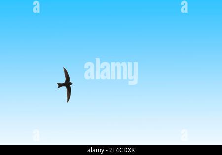 SWIFT noir, SWIFT noir américain (Nephoecetes niger, Cypseloides niger), en vol dans le ciel bleu, Dominique, Dominique Banque D'Images
