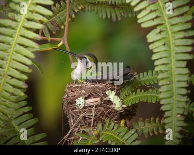 Émeraude à bec rouge (Chlorostilbon gibsoni), femelle reproductrice sur son nid, vue latérale, Colombie Banque D'Images