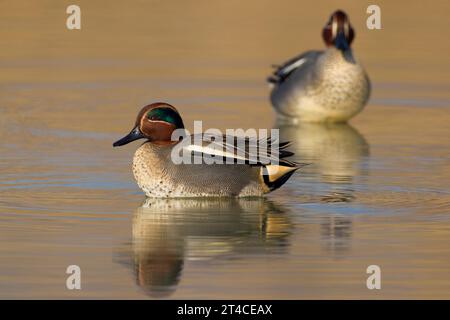 Sarcelle à ailes vertes (Anas crecca), natation masculine, Italie, Toscane Banque D'Images