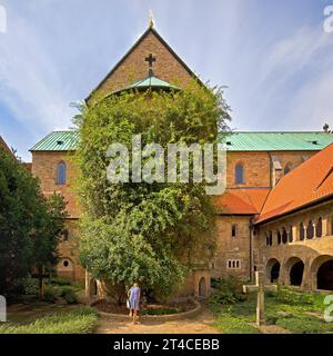 Rosier millénaire dans le cimetière du Mariendom, cathédrale de Hildesheim, Allemagne, Basse-Saxe, Hildesheim Banque D'Images