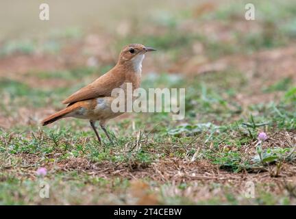 Rufous hornero (Furnarius rufus), perché dans une prairie, vue latérale, Brésil, Pantanal Banque D'Images