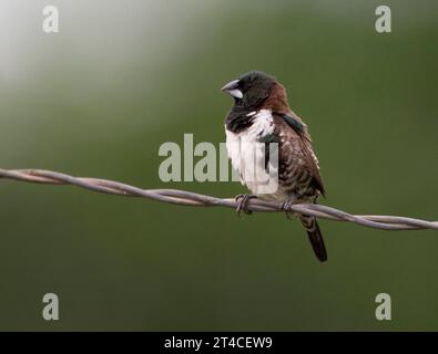 Mannikin en bronze, munia en bronze (Lonchura cucullata), perchoir mâle sur une clôture en fil de fer, Afrique Banque D'Images