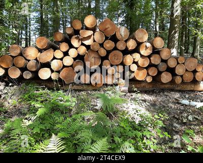 Mélèze commun, mélèze européen (Larix decidua, Larix europaea), couper des grumes/bois rond en tas dans la forêt , Allemagne Banque D'Images