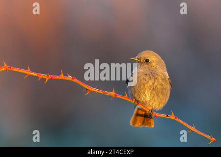 redstart noir de Gibraltar (Phoenicurus ochruros gibrastariensis, Phoenicurus gibrastariensis), femelle perchée sur une brindille, Italie, Toscane Banque D'Images