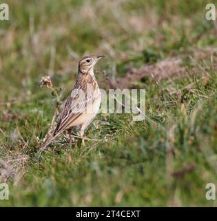 Pitpit de Blyth (Anthus godlewskii), perché dans une prairie, vue latérale, Royaume-Uni, Angleterre Banque D'Images