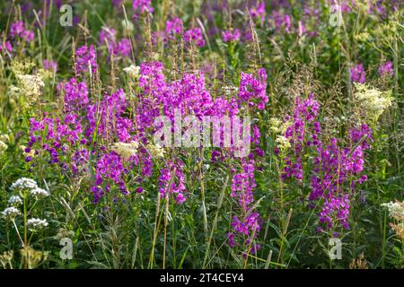 Herbe à feu, fleurs de sally, saule-herbe de Rosebay, grand saule-herbe (Epilobium angustifolium, Chamerion angustifolium), prairie estivale arctique colorée Banque D'Images