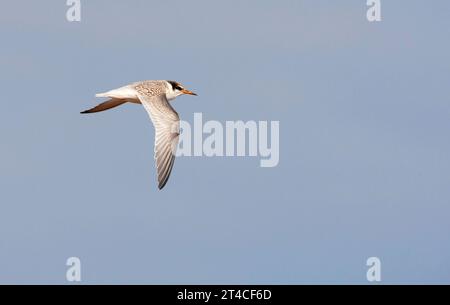 Petite sterne (Sterna albifrons, Sternula albifrons), petite sterne juvénile en vol, vue de côté, Finlande Banque D'Images