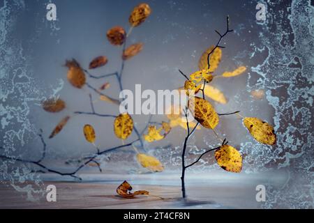 Fines brindilles avec des feuilles d'automne orange doré debout partiellement derrière une plaque de verre dépoli sur un fond bleu gris, nature morte atmosphérique pour Banque D'Images