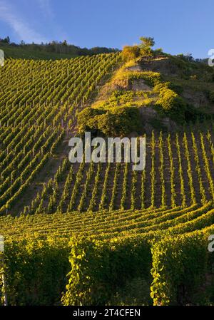 Erdener Treppchen, vignoble de la commune d'Erden dans la région viticole de Moselle, Allemagne, Rhénanie-Palatinat, Bernkastel-Kues Banque D'Images